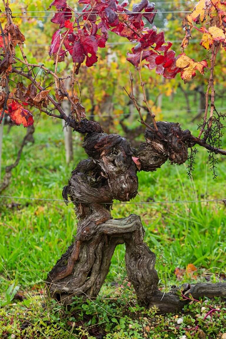 Pied de vigne